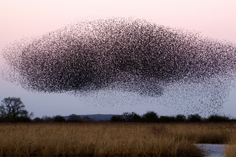 A flock of starlings. Photo by James Wainscoat