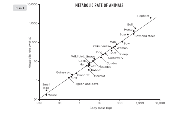 From the book Scale: Metabolic Rate of Animals